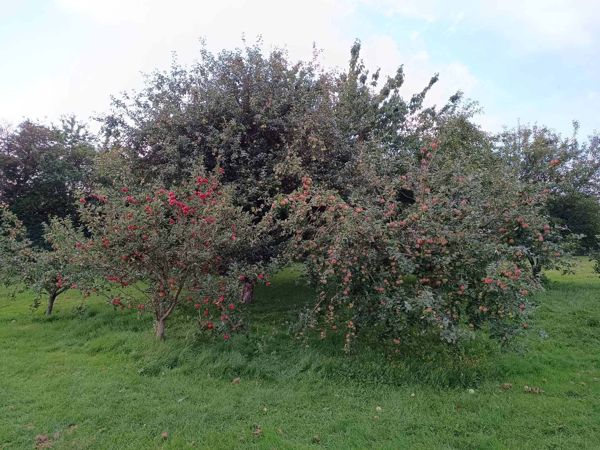 How to make home-made cider